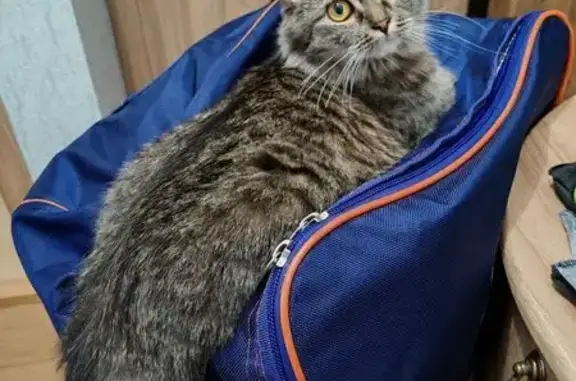 Пропала кошка у озера Нажицы, МО.