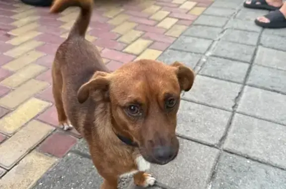 Найдена собака, Красная Поляна, фото: Собака найдена: ул. Защитников Кавказа, 17