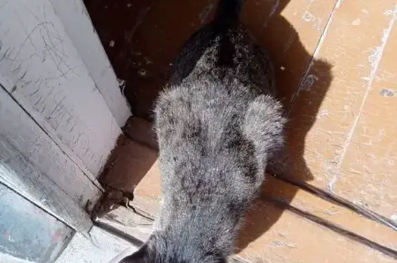 Пропала кошка в Крошнозеро, 86К-398, 14