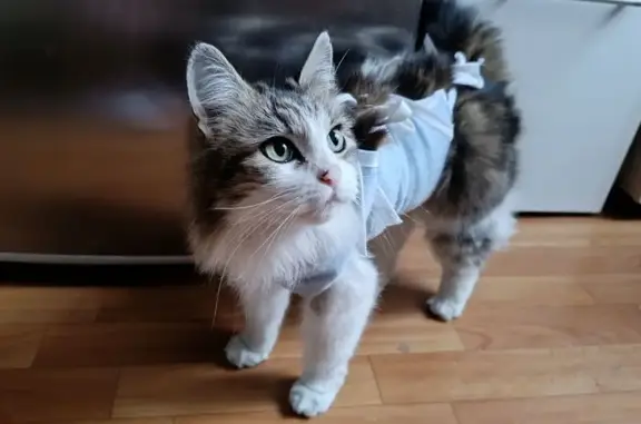 Найдена кошка, Тула, ул. Ползунова, 26А