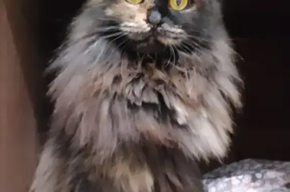 Пропала кошка, Молодёжный пр., 2, НН