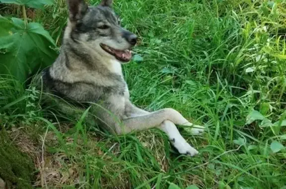 Пропала лайка у села Салда, Красноярск