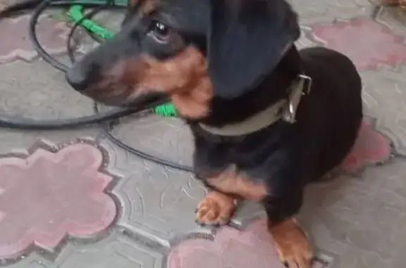 Найденные животные Широчанка, фото: Собака найдена: Южная ул., 43А, Широчанка