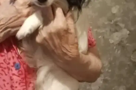 Найдена собака, Астрахань, фото: Собака найдена: Боевая ул., 80, Астрахань