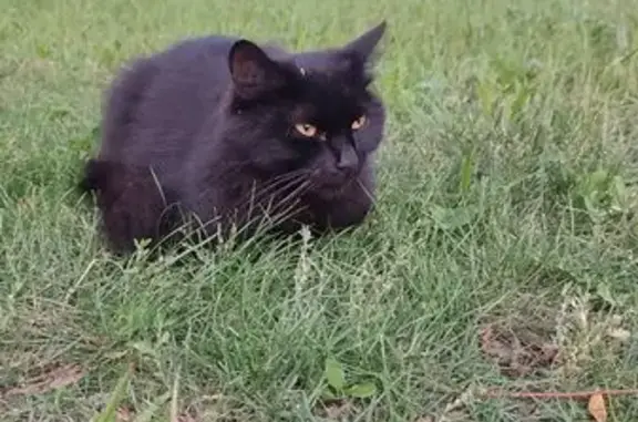 Найдена кошка, Реутов, фото: Черная кошка найдена: Юбилейный пр., 2А
