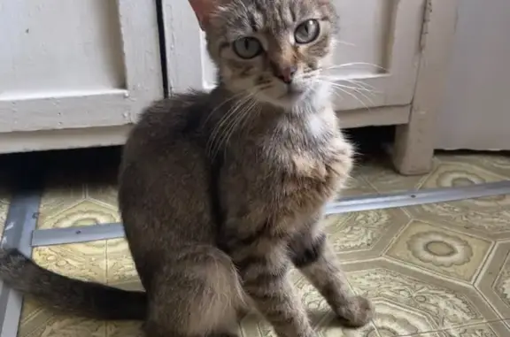 Пропала кошка на ул. Марата, 198, Тула