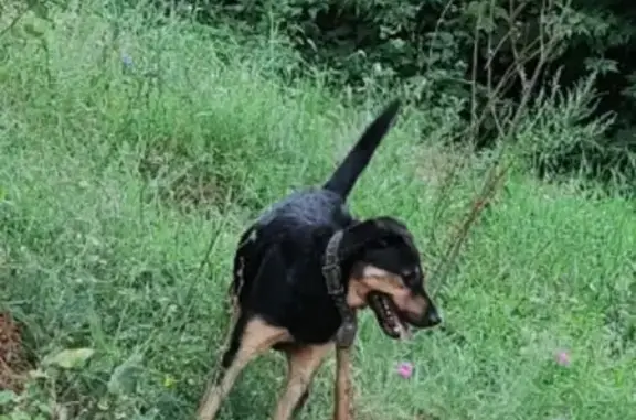 Найдена собака, Бузулук, фото: Собака найдена на ул. Шевченко, 81, Бузулук