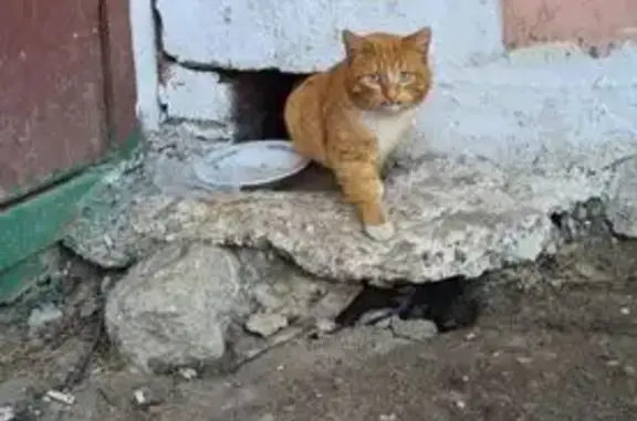 Кошки потеряшки, Йошкар-Ола, фото: Потеряшка рыжий кот, Прохорова 29, Йошкар-Ола