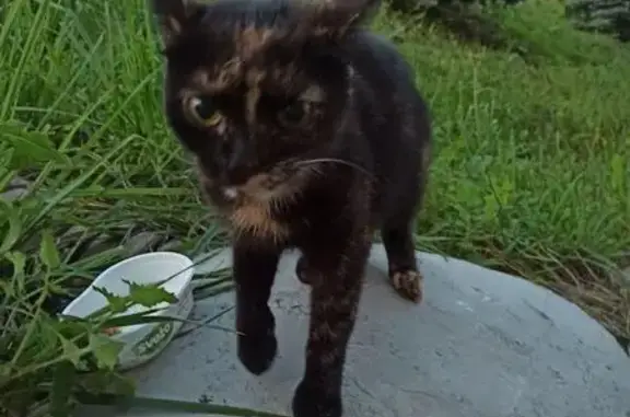 Кошка найдена на Дзержинского, 6, Киров