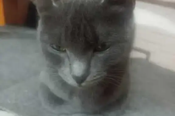 Кошка найдена: Московская ул., 152, Киров