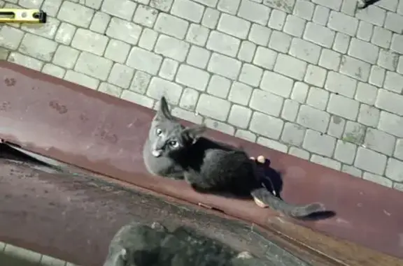 Кошка у дома, Звёздная 13, Усманское