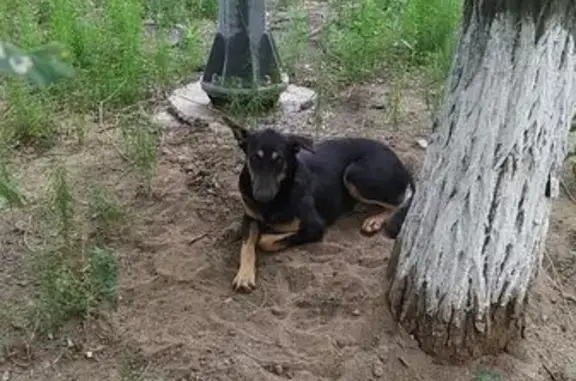 Найдена собака, ул. Еременко, 110, Волгоград