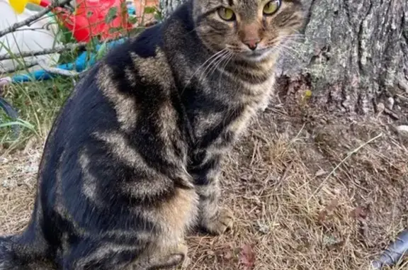 Найдена кошка, Деревянка, фото: Кот найден, ст. Деревянка, 86К-212