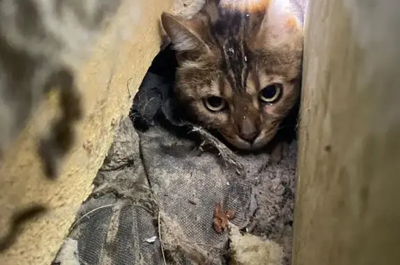 Найдена кошка, Косулино, фото: Кошка найдена на Ленина 38А, Косулино