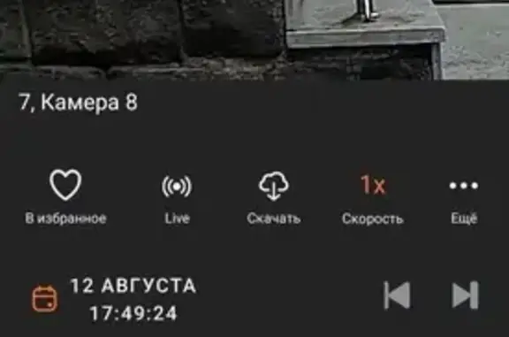 Кошки потеряшки, Уфа, фото: Потеряшка котенок, ул. Домашникова, 22, Уфа