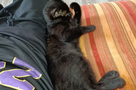 Найдена кошка, Мичуринск, фото: Кошечка найдена, ул. Герасимова 113