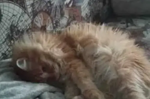 Кошки потеряшки, Иркутск, фото: Потеряшка кошка на Рябикова, 6А, Иркутск