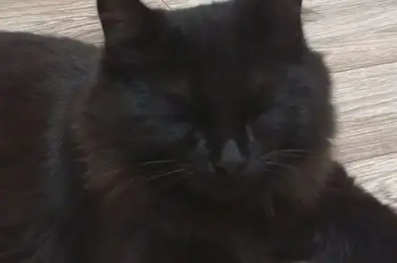 Пропала черная кошка, Герасимова 115