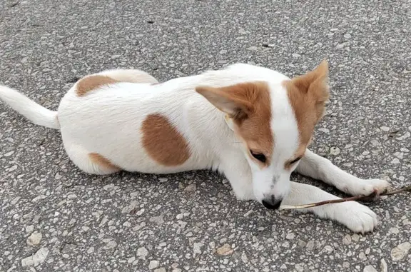 Найдена собака, , фото: Собака найдена, Московское шоссе 31