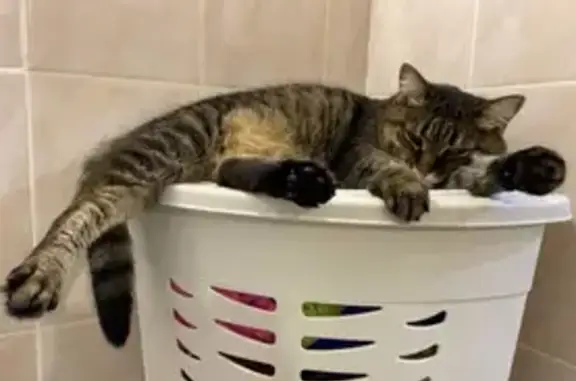 Пропала кошка, ул. Пилотов, 6, Копейск