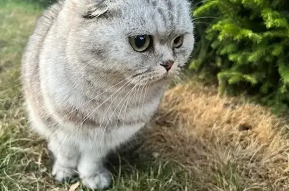 Найдена кошка, Петрозаводск, фото: Кошка найдена: Солнечная ул., 15, Птз.