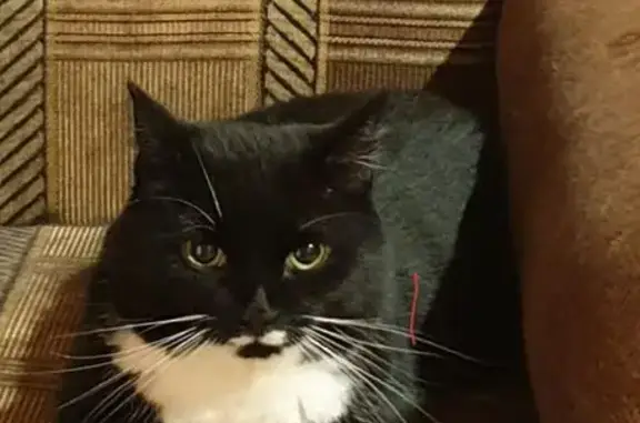 Кошки потеряшки, Московская область, фото: Потеряшка кот на границе Рузского и Истринского