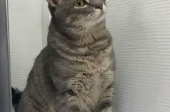 Пропала кошка, ул. Кондратюка, 8, Москва
