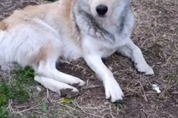 Найдена собака на Сгонниковской, 4 с1