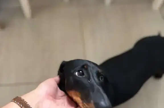 Собака найдена: Минская ул., 16, Пенза