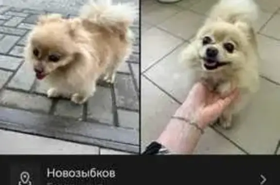 Собаки потеряшки, Новозыбков, фото: Потеряшка собака, Полевая ул. 10, Новозыбков