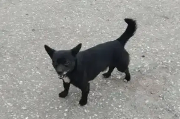 Найдена собака, ул. Чапаева, 101, Пенза