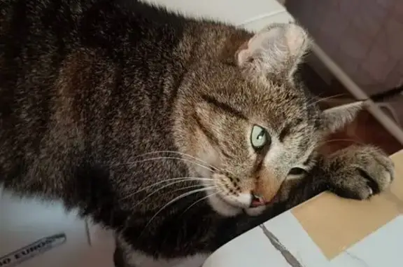 Пропала кошка, Пионерская ул., Ивановка