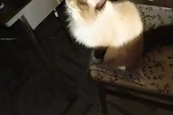 Кошки потеряшки, Ульяновск, фото: Потеряшка кот Вася, Самарская ул. 11, Ульяновск