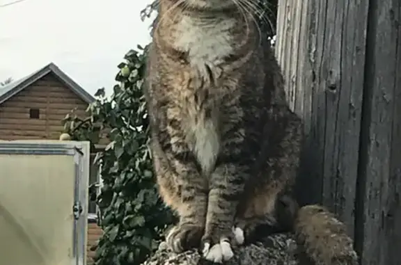 Кошка найдена: Охмыльцевская 15А, Вологда