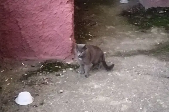 Найдена кошка, Орёл, фото: Кошки найдены, ул. Картукова, 9, Орёл