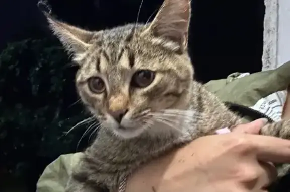 Котенок найден: Уфимское шоссе 27/3, Уфа