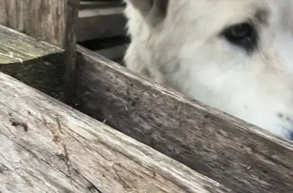 Собака найдена на 41К-014, Копорское СП