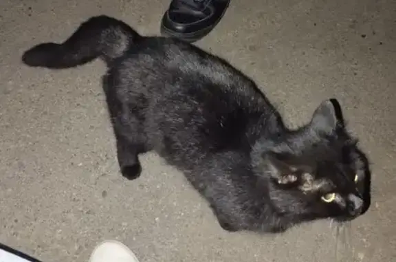 Найдена кошка, Заречный, фото: Кошка ищет дом, Спортивная ул., 5