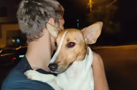 Найдена собака, , фото: Найден Джек Рассел, Мурысева 65, Тольятти