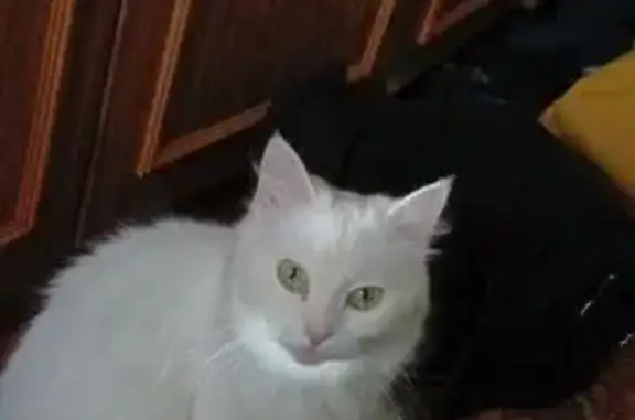 Кошки потеряшки, Омск, фото: Потеряшка белая кошка, пр. Менделеева 27