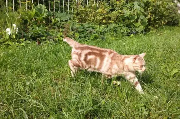 Найдена кошка, Ярославль, фото: Кошка найдена: Красноборская 43/18, Яр.