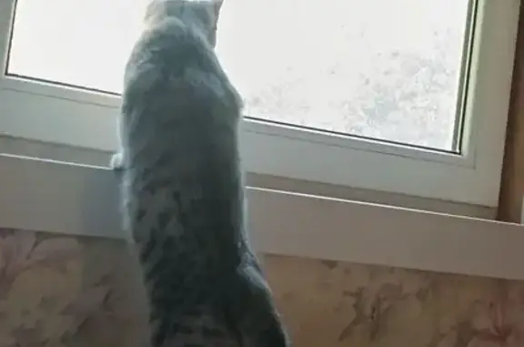 Кошки потеряшки, , фото: Потеряшка кошка, 18, Московская область