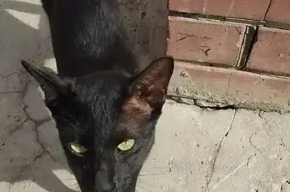 Найдена кошка, Кстово, фото: Кошка найдена: пр. Победы, 14, Кстово