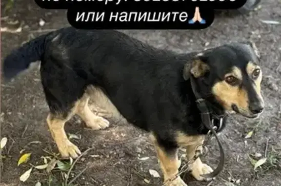 Пропала собака, ул. Сутормина, Староюрьево
