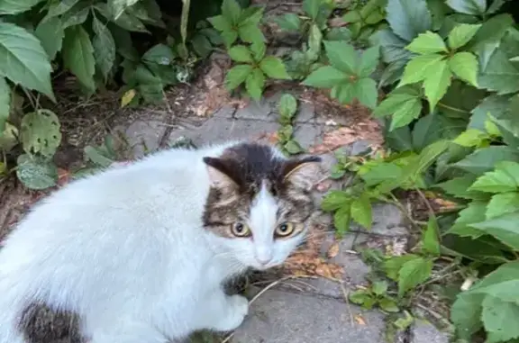 Найдена кошка, , фото: Найдена кошка: Восточная ул., 40, Ижевск