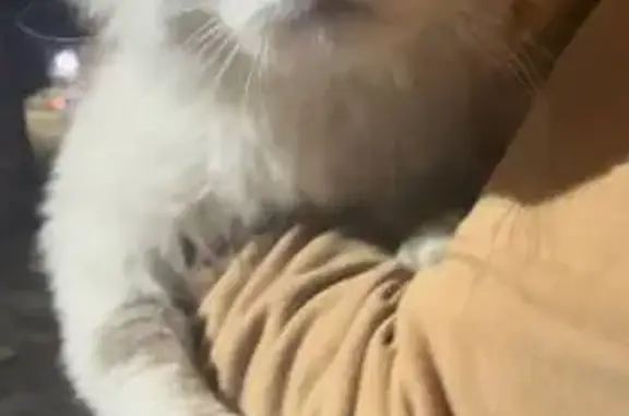 Кошка найдена в парке Танаис, Воронеж