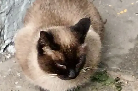 Кошка найдена: ул. Амундсена, 11к2