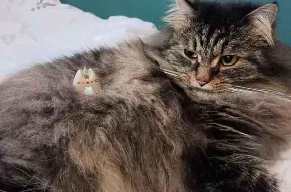 Потерянные животные Черняховск, фото: Пропала кошка, Пионерская ул. 19, Черняховск