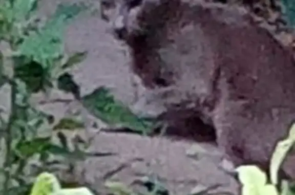 Найдена кошка, Краснодар, фото: Кошка найдена: ул. Фадеева 263/1, Краснодар