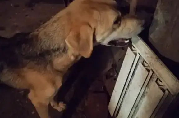 Найдена собака, Московская область, фото: Гончая найдена, Московская обл.